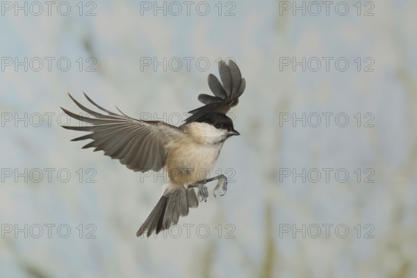 Marsh tit (Parus palustris), in flight, high speed flight recording, winter, animals, birds,