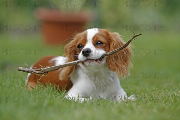 Cavalier King Charles Spaniel, kitten