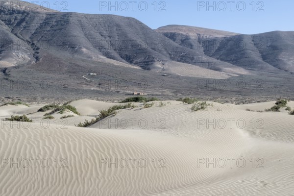 Dune landscape, Playa de Famara, Lanzarote, Canary Islands, Spain, Europe