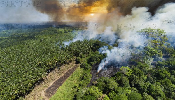 Forest, Jungle, Jungle, Slash-and-burn, Aerial view, AI generated, AI generated