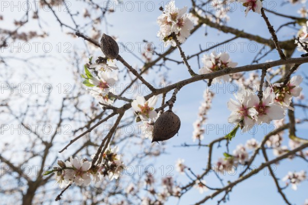 Flowering almond trees (Prunus dulcis), near Alaró, Serra de Tramuntana, Majorca, Balearic Islands,