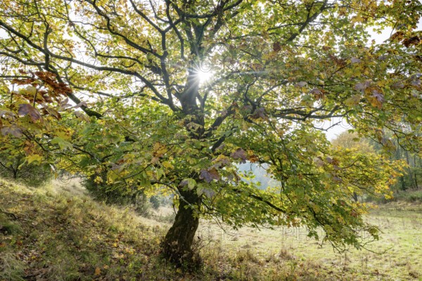 Mountain maple (Acer pseudoplatanus) in autumn with colourful leaves, backlit with sun star,