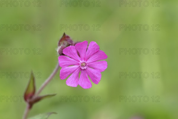 Red campion (Silene dioica), close-up of a flower in a meadow, Wilnsdorf, North Rhine-Westphalia,