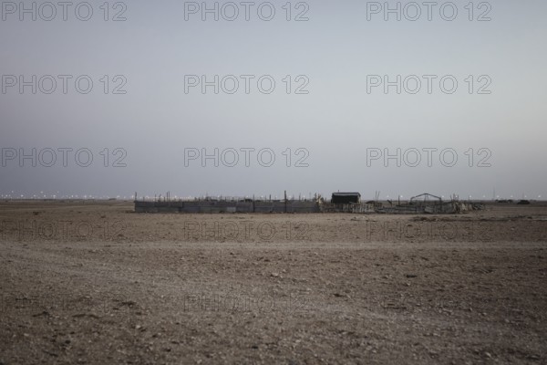 Camel farm Salalah, Dhofar, Oman, Asia