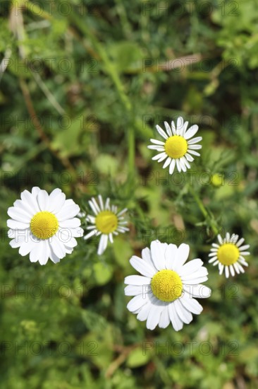 Matricaria chamomilla (Matricaria chamomilla), flowers, medicinal plant, Wilnsdorf North