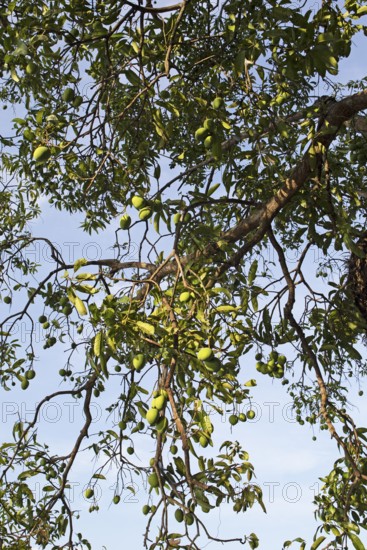 Mangoes on a tree, Sri Lanka, Asia