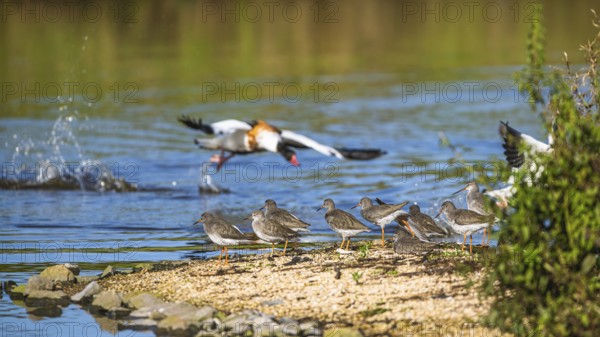 Common Redshank, Tringa totanus on marshes with Common Shelduck, Tadorna tadorna in background