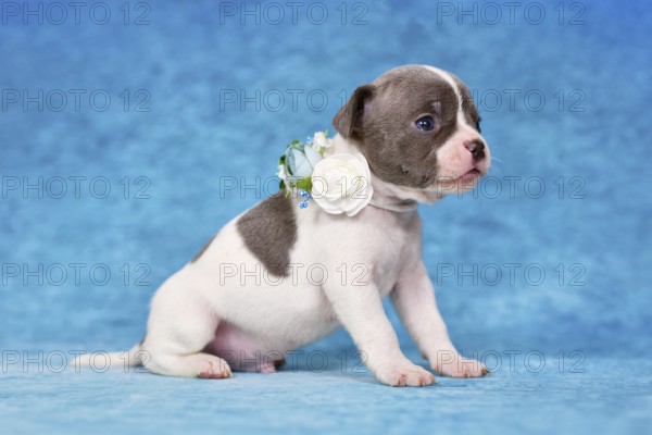 Pied young dog puppy with flower collar on blue studio background