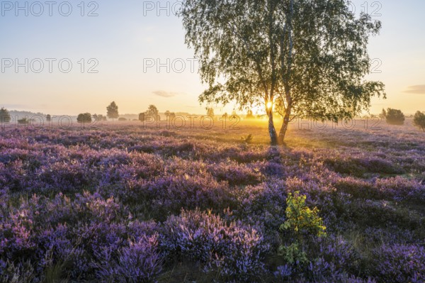 Heath landscape, flowering heather (Calluna vulgaris), birch (Betula), backlit at sunrise, morning