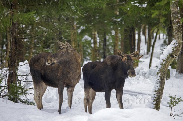 Moose, elk (Alces alces) cow, female with young bull foraging in the snow in coniferous forest with