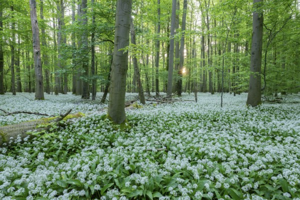 Near-natural deciduous forest with flowering wild garlic (Allium ursinum), sun star, Hainich