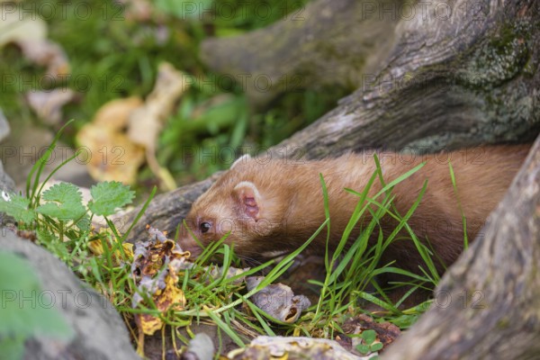 A male ferret (Mustela putorius furo) stands between dead roots of trees, searching for food
