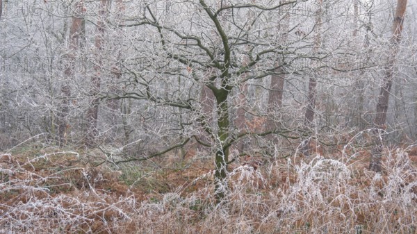 View of a tree frozen with hoarfrost in the forest, landscape photo, nature photo, flora, fauna,