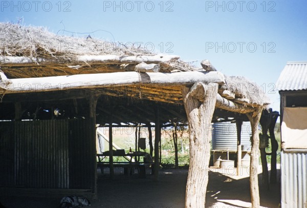 Melbourne Grammar School expedition, Northern Territory, Australia, 1956, Curtin Springs cattle