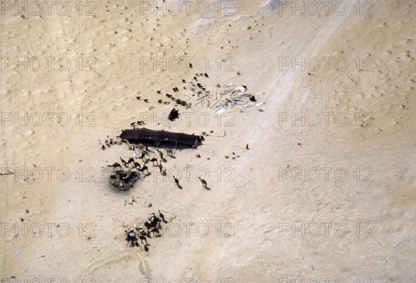 Nomadic cattle breeding with a shade tent for camels, sheep and goats in the desert, Saudi Arabia