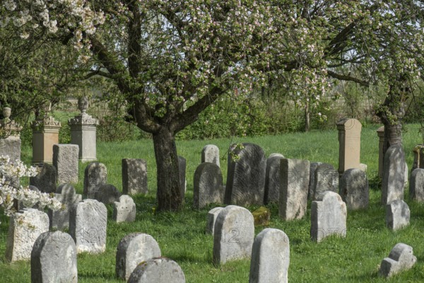 Flowering cherry trees (Prunus avium) in the Jewish cemetery, laid out in 1734, last burial in