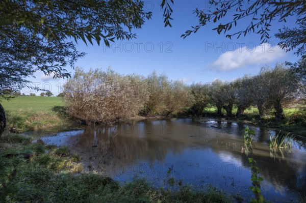 Wicker (Salix viminalis) and silver willow (Salix albaum) a target, water bodies formed from dead
