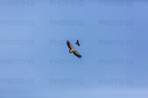 A griffon vulture (Gyps fulvus) and a crow share the airspace