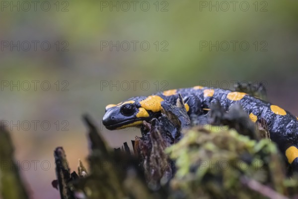 One fire salamander (Salamandra salamandra) rests on a tree stump on a rainy day. IUCN conservation