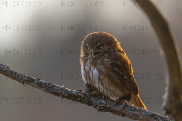 One East Brazilian pygmy owl (Glaucidium minutissimum), also known as least pygmy-owl or Sick's