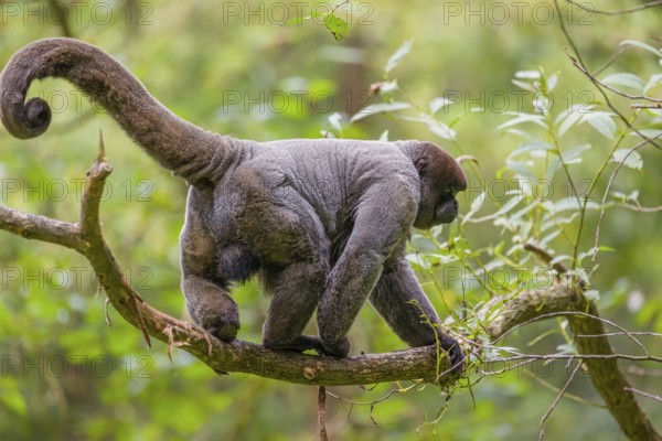 A common woolly monkey, brown woolly monkey, or Humboldt's woolly monkey (3) (Lagothrix