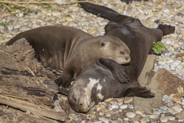 Loving couple. Two giant otter or giant river otter (Pteronura brasiliensis) male and female,