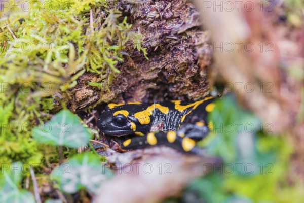 A fire salamander (Salamandra salamandra) walks across a mossy forest floor on a rainy day. The