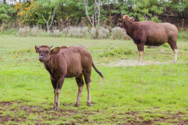 A female Gaur (Bos gaurus gaurus) and a calf stand on a green meadow