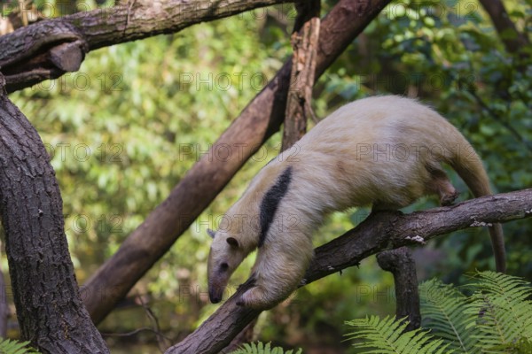 One southern tamandua (Tamandua tetradactyla), climbs down a tree in a forest