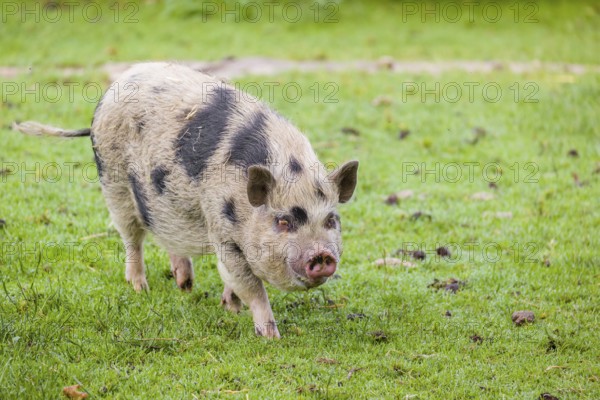 A Thuringian mini pig, Sus scrofa domesticus, stands in a meadow, searching for food
