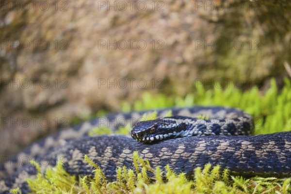 One Vipera berus, the common European adder or common European viper, creeps over moss and rocks
