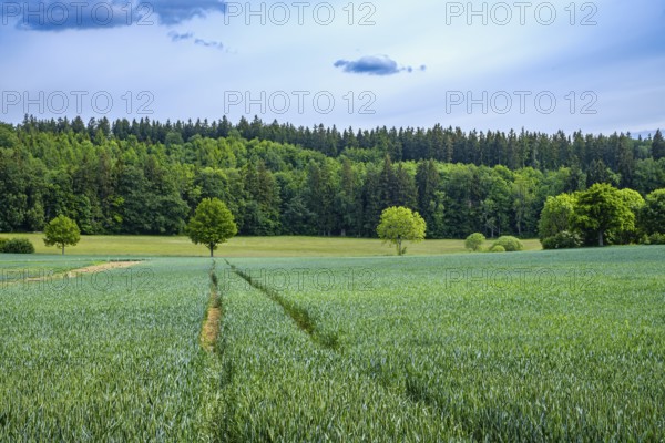 Agricultural landscape with ripening grain field on the Swabian Alb near Würtingen, St. Johann,