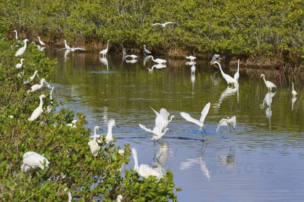 Great Egret (Egretta alba), Great White Egret (Egretta thula), group of birds gathering in a green