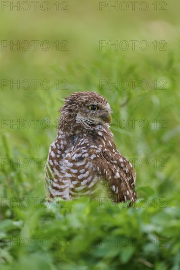 Burrowing owl (Speotyto cunicularia), sitting in a meadow, Pembroke Pines, Florida, USA, North