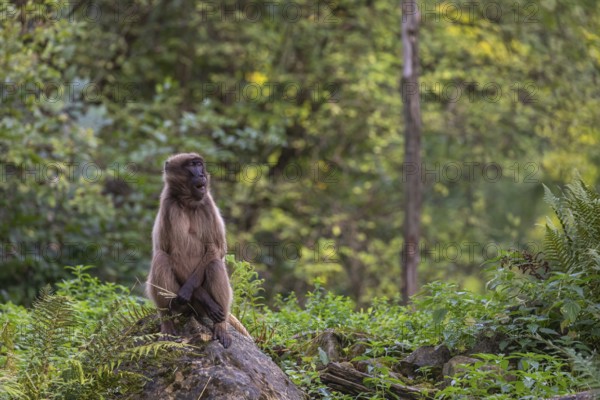 Portrait of an adult female Gelada (Theropithecus gelada), or bleeding-heart monkey, resting on a