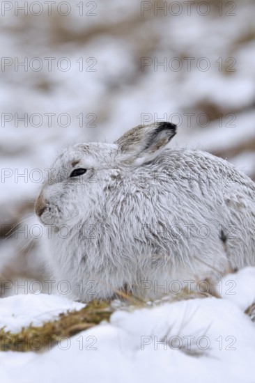 Mountain hare, alpine hare, snow hare (Lepus timidus) in white winter pelage resting in the hills