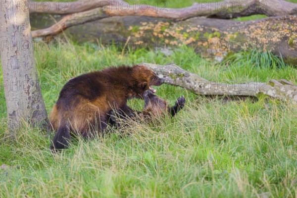 Two wolverine (Gulo gulo) fight each other on a green meadow at a forest edge
