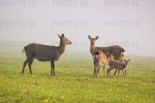 Two female sambar deer with two fawns (Rusa unicolor) standing in a meadow in dense fog