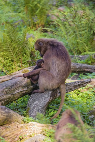 One female Gelada (Theropithecus gelada), or bleeding-heart monkey nurses her baby. A green forest