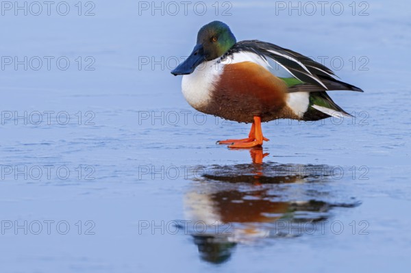 Northern shoveler (Spatula clypeata, Anas clypeata) adult male, drake resting on ice of frozen pond