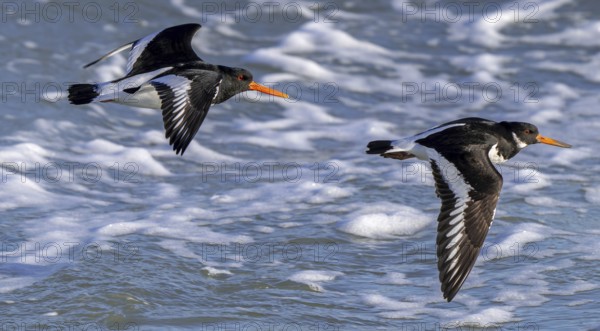 Two common pied oystercatchers, Eurasian oystercatcher (Haematopus ostralegus) flying over sea