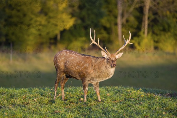 One Dybowski stag (Cervus nippon hortulorum) stands on a green meadow at sunrise