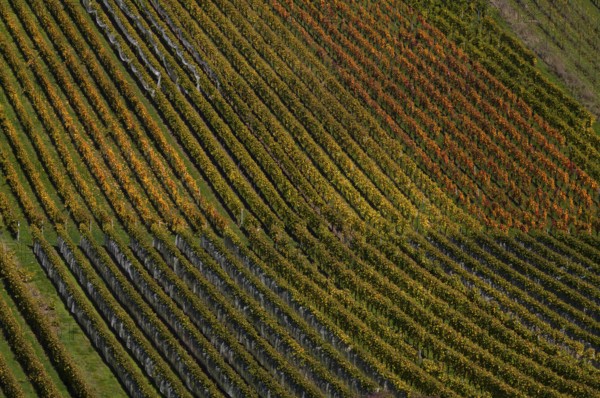 vineyard, vines, grapevines, winegrowing, autumn colouring, autumn, graphic, Strümpfelbach,