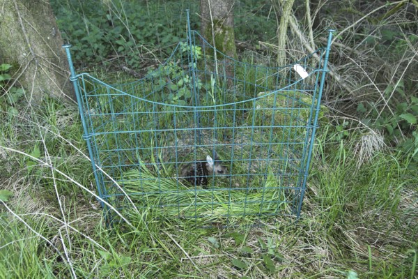 Roe deer (Capreolus capreolus) fawn a few days old recovered from the meadow in front of mowing
