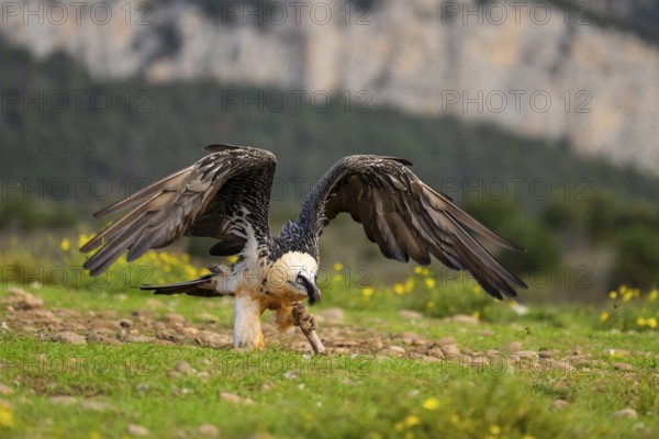 Bearded Vulture (Gypaetus barbatus) adult bird in flight with mountains in the backround, Pyrenees,