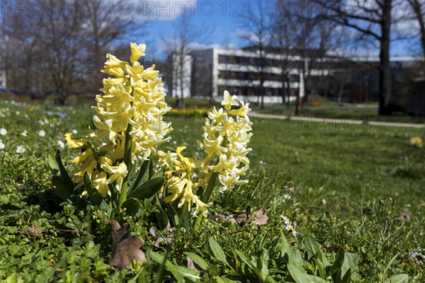 Hyacinths (Hyacinthus) blooming in the municipal park, in the background the town hall, Saxony,