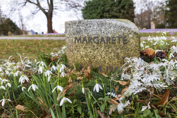 Snowdrops (Galanthus) bloom between the graves at Trinitatisfriedhof Riesa, Saxony, Germany, Europe