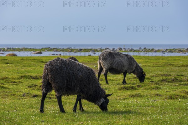 Sheep grazing freely on a shore meadow on the southern tip of the island of Öland, Kalmar län,
