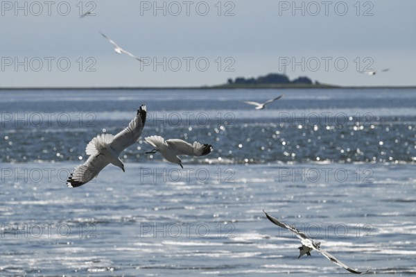 Seagulls in flight, in the background Hallig Hooge, North Frisia, Schleswig-Holstein, Germany,