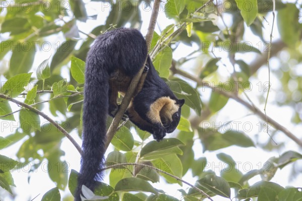 Black giant squirrel (Ratufa bicolor), Kaeng Krachan National Park, Phetchaburi Province, Thailand,